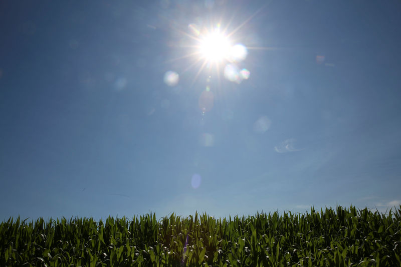 Penny for your corn? Stingy trade-war aid irks U.S. farmers