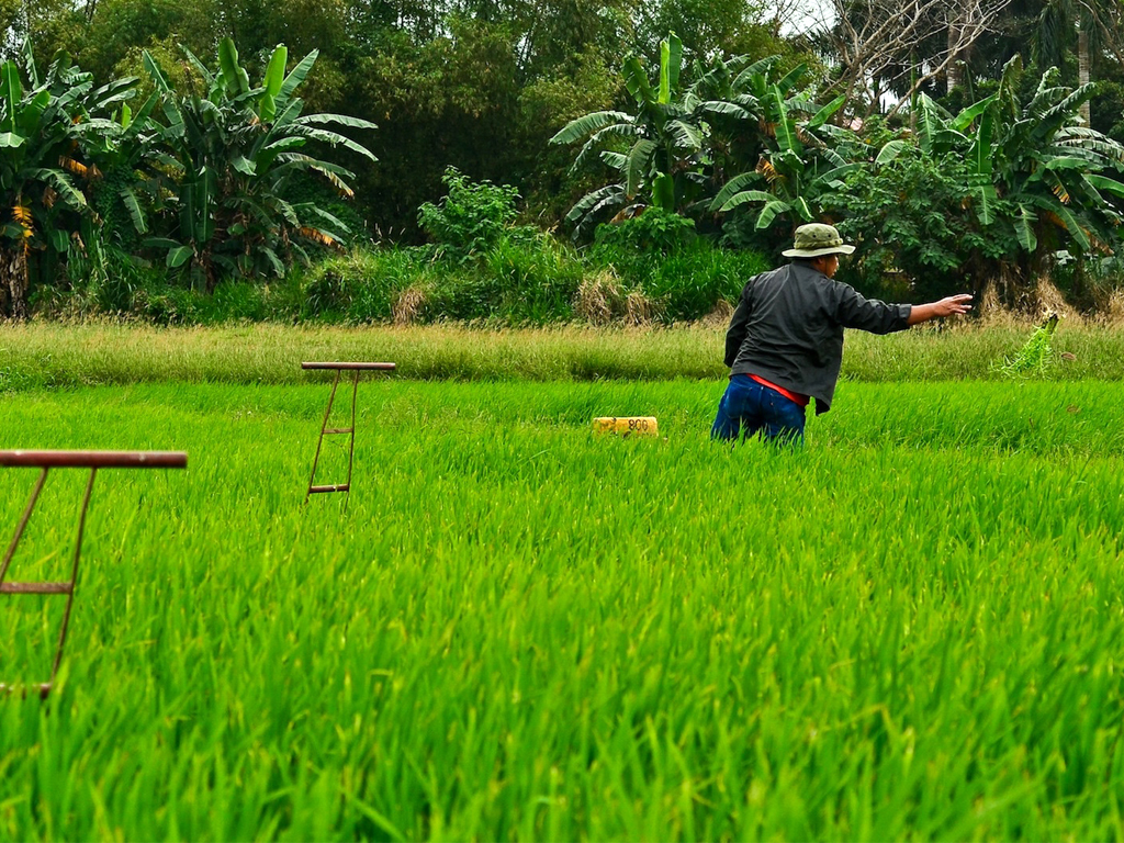 Philippines awards five firms in 250,000-tonne rice tender