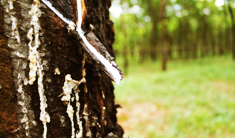 Price of rubber set to rise after neighbours’ pledge