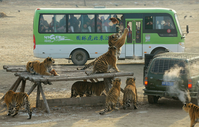 Profit-hungry tiger breeders behind push to lift China’s trading ban