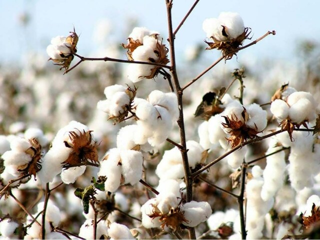 Punjab expecting bumper cotton crop: Gohar