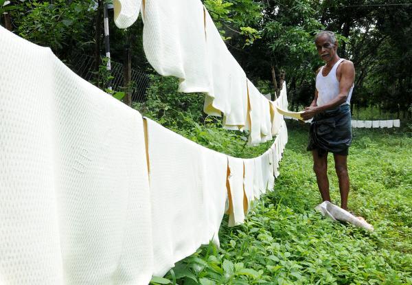 Rains dampen Kerala’s rubber crop prospects