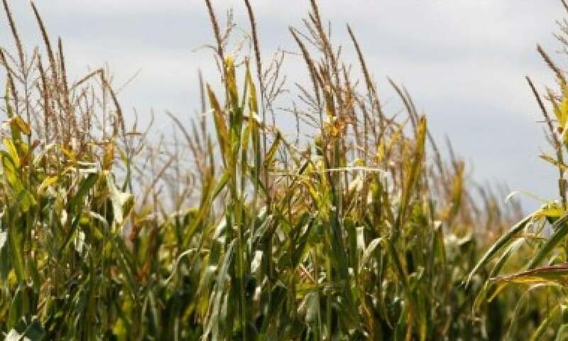 Rains help Argentine crops as sector prepares to fight planned tax hike
