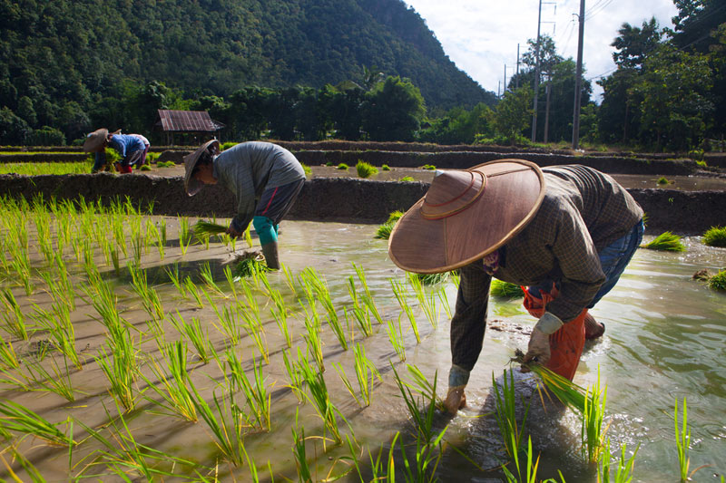 Rice prices surge to highest since 2008, challenging inflation control efforts