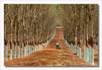 Rubber consumption down 4% in Nov; output declines marginally