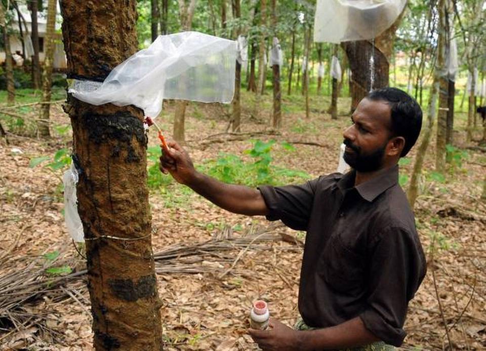 Rubber farmers seek early transfer of aid