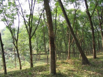 Rubber growers hold stocks as local prices fall