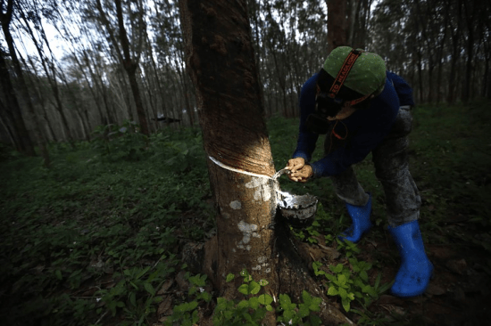 Rubber Loses Steam as Southeast Asian Producers Strategize