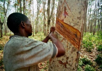 Rubber output may climb to 9-year high