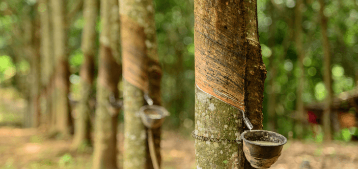 Rubber producers to cut exports