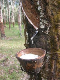 Rubber production is likely to climb to the highest level in nine years