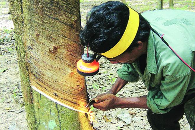 Rubber production set to beat estimate