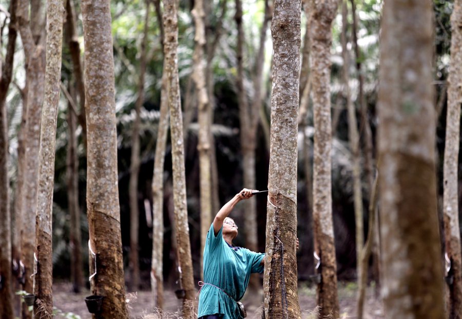 Rubber tappers urged to apply for Monsoon Season Aid