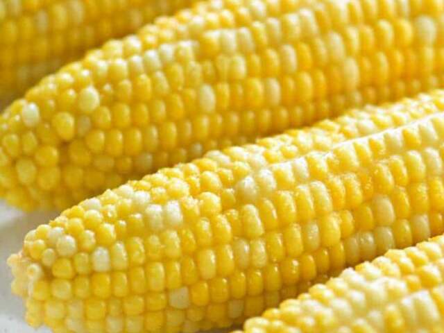 Russia’s SovEcon cuts 2024/25 export forecasts for wheat, corn and barley