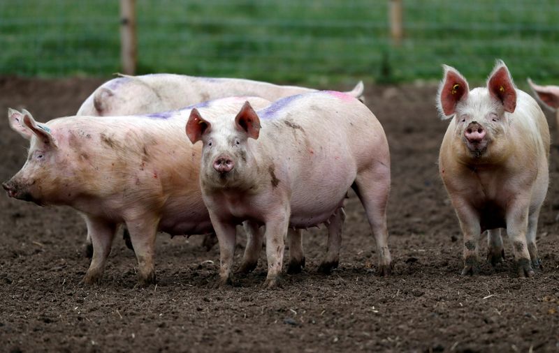 Save our pigs, British farmers demand as cull looms