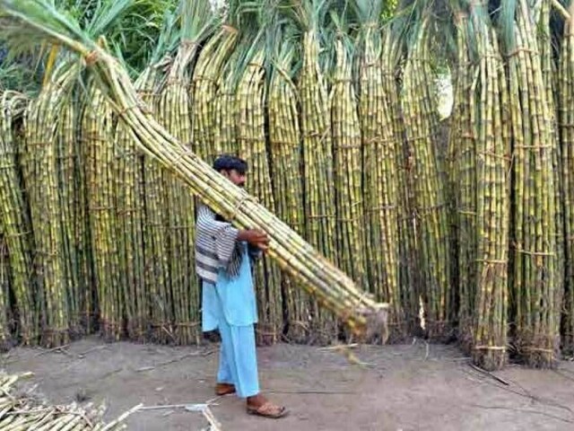 SCA demands Rs450 per maund sugarcane rate