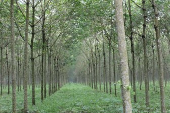 September rubber production up 2.2%