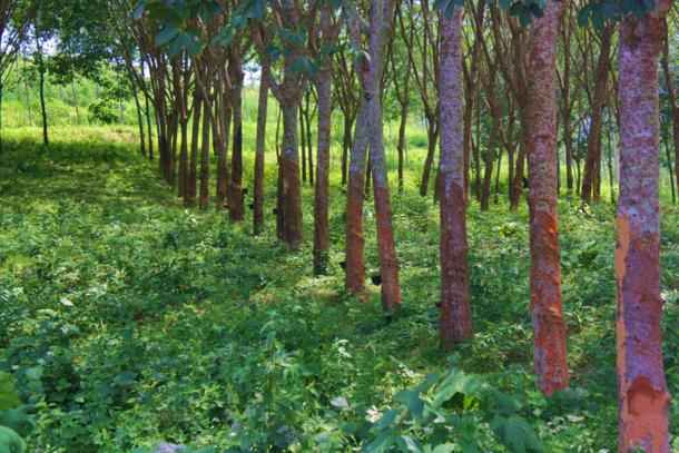 Slowing Chinese demand, supplies to weigh on rubber prices in 2019 -assoc official