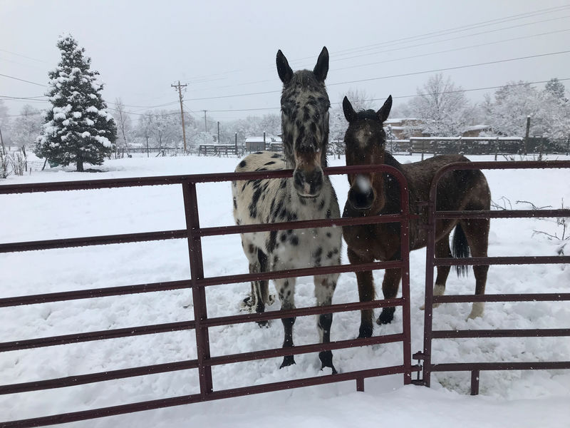 Snow storm marches towards Washington, after pummeling Midwest