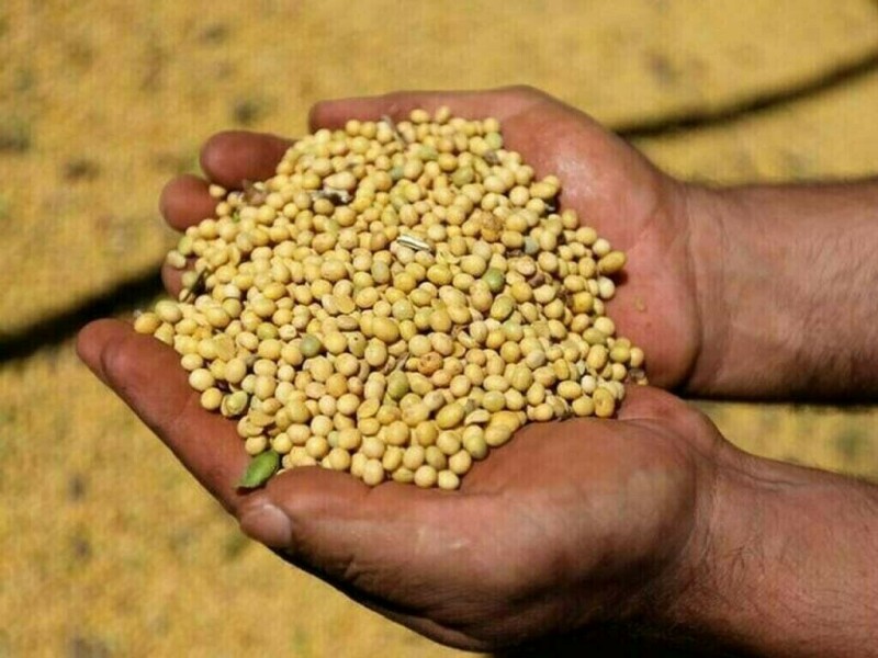 Soybeans and corn steady after multi-year lows