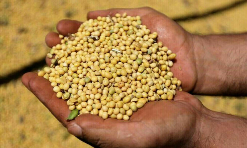 Soybeans, corn under pressure from dismal demand, strong dollar