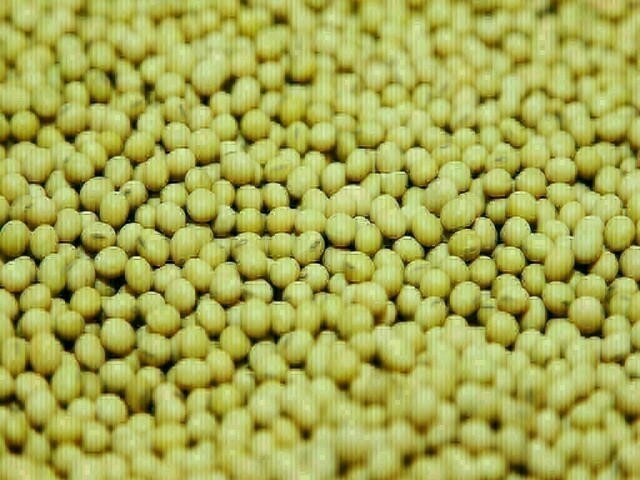 Soybeans ease after rally, strong demand limits decline