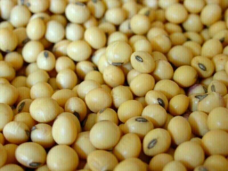 Soybeans extend gains on bargain-buying, market eyes key reports