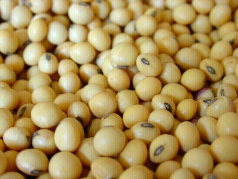 Soybeans hit 2-year low amid ample supply and weak demand