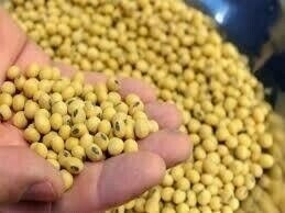 Soybeans up on short-covering