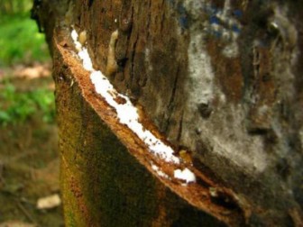 Spot rubber declines further on Nov. 28, 2012