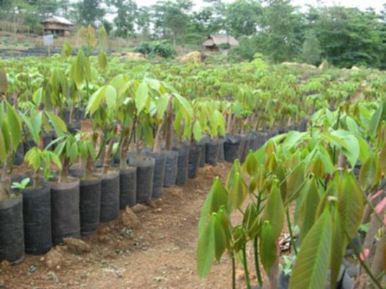 Sri Lanka:  Natural rubber - Plans for the future