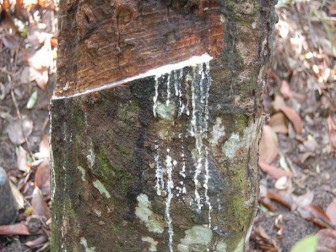 Sri Lanka: Rubber industry targets US $ 5 bn mark by 2023