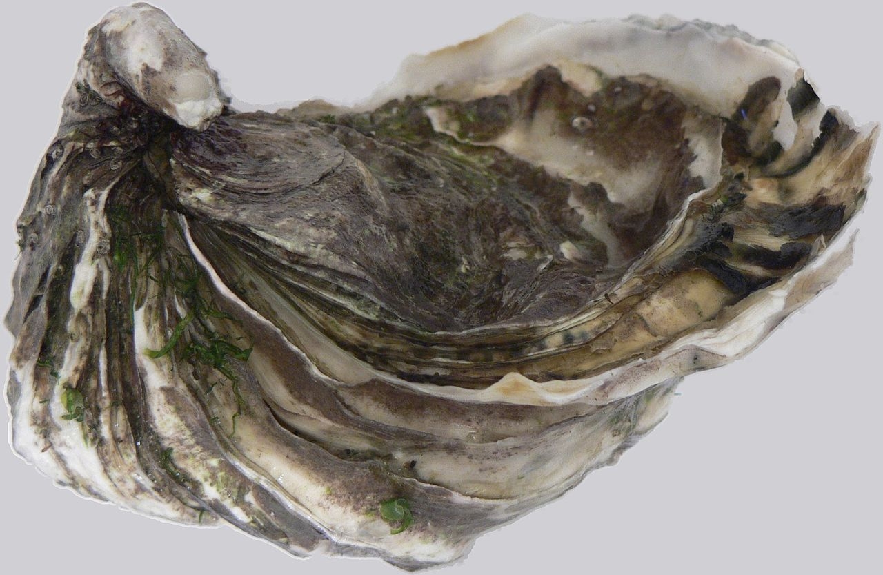 Study: Microplastics damage growth, reproduction of oysters