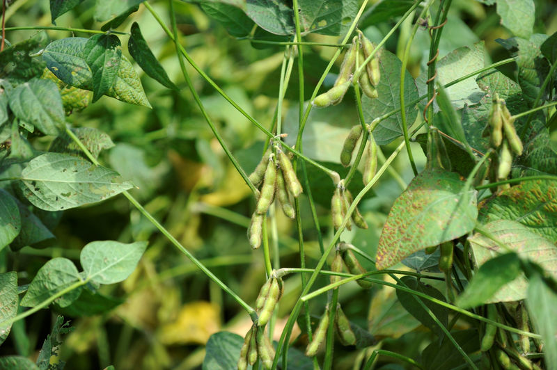 Stung by trade wars, U.S. farmers hope for quick progress on Farm Bill