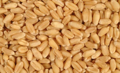 Algeria wheat tender purchase totalled 550,000 tonnes