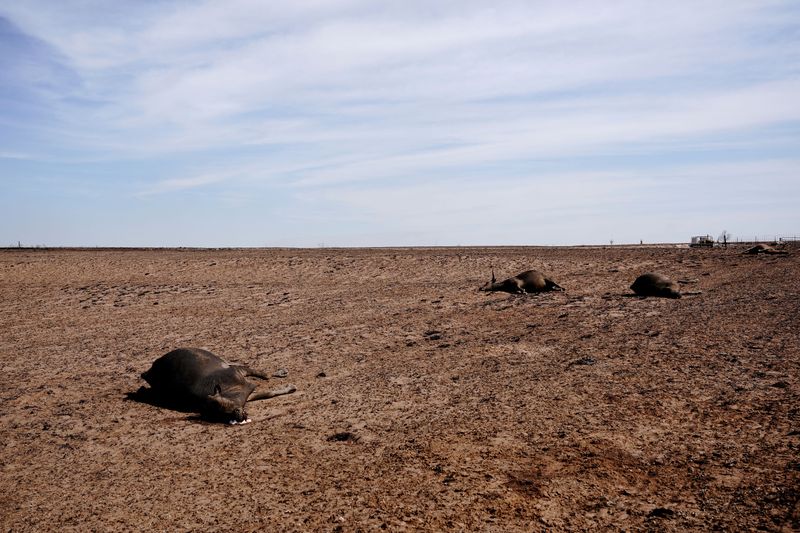 Texas wildfires destroy grain and cattle, agriculture commissioner says