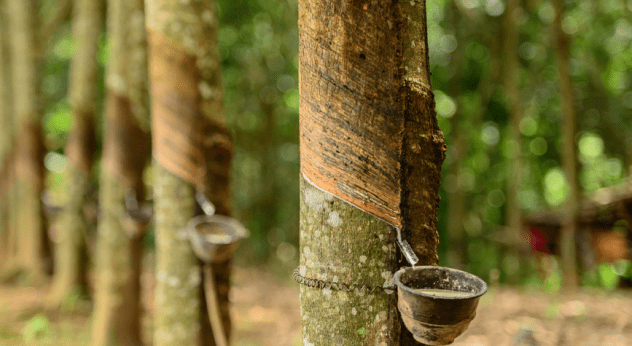 Thai government looks to cut back on natural rubber output