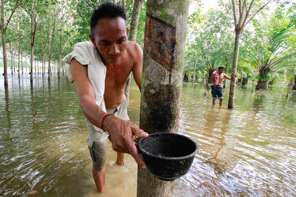 Thailand asks farmers to cut down rubber trees to boost prices