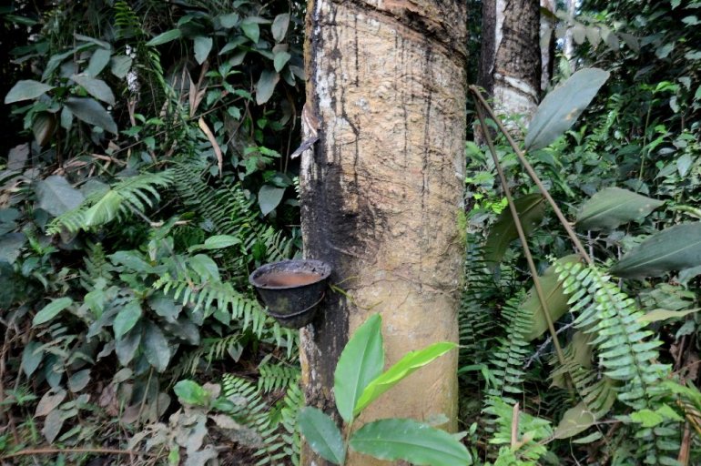 Thailand: Export cuts sought to halt rubber price slide