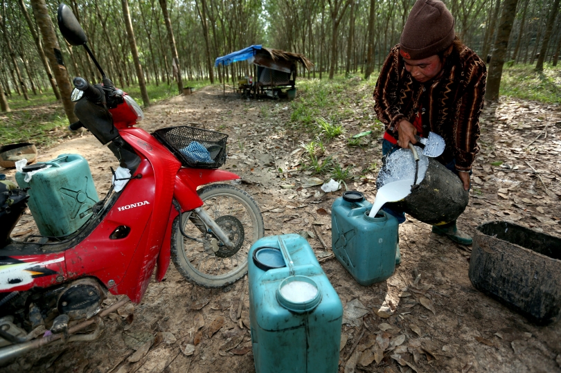 Thailand: Govt to go ahead with rubber purchase