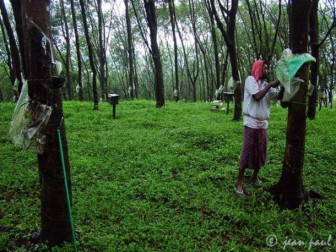 Thailand, Indonesia, Malaysia Have Started Rubber Export Cuts