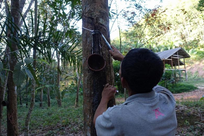 Thailand: Rubber bouncing back