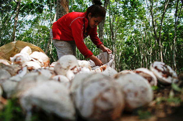 Thailand: Rubber farmers agree to drop protest amid industry reforms