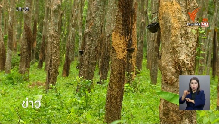 Thailand: Rubber farmers seek PM’s help