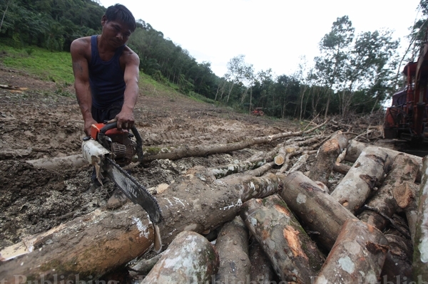 Thailand: Rubber farms decry draft law, urge new subsidies