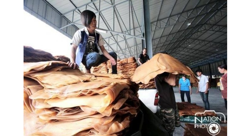 Thailand: Rubber growers ramp up pressure on Prayut