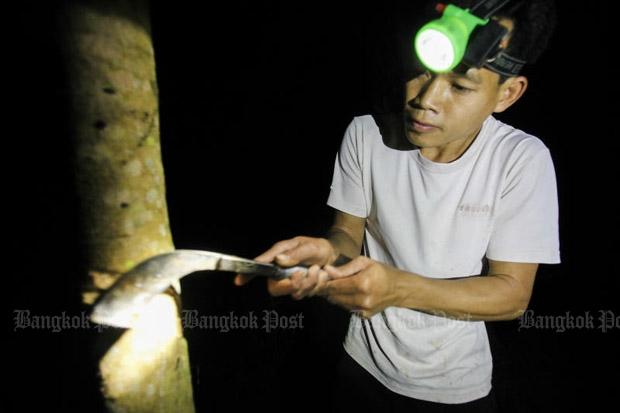 Thailand: Rubber production halved by drought