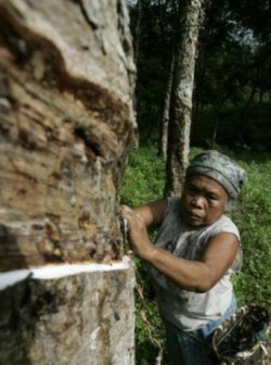 The rise of the magic weapon of Vietnamese natural rubber industry