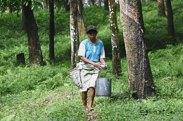 Three countries consider export curbs to stabilise rubber prices