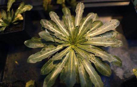 Tire makers race to turn dandelions into rubber